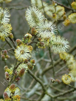 Willow Buds